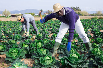 Skilled afro american man farmer with ax picking fresh organic savoy cabbage on farm