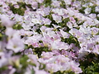 一面のピンク色の花