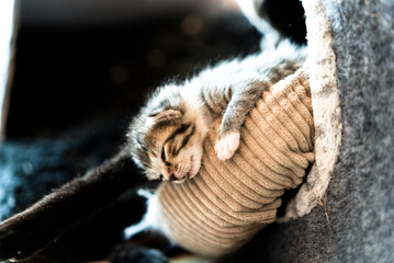 Cute Baby Kitten Taking a Nap Out Of Its Cramped Cat Home