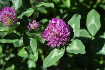 Red clover (Trifolium pratense). Fabaceae perennial grass.