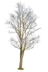 Leafless tree isolated on white background. Cut out tree.