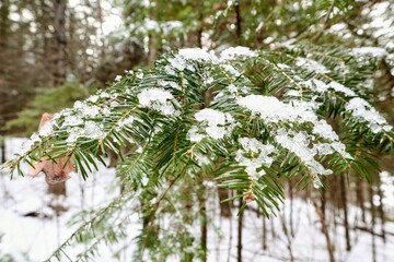 Green branch of spruce close-up, covered with snow and ice