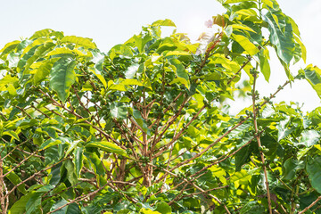 Green coffee fruits of a coffee plantation, brazilian mineiro coffee cultivated at Minas Gerais state. Rural area of S&atilde;o Roque de Minas city region.