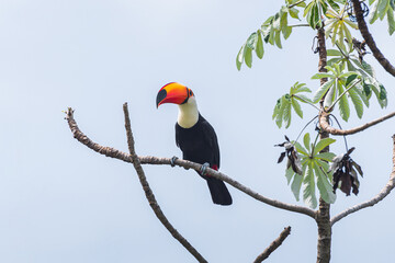 Brazilian toucan bird on a tree branch of the Cerrado Mineiro of Minas Gerais state. Bird with a long orange beak with a black spot on tip, white neck and black feathers.