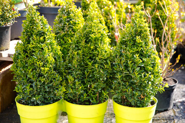 Fototapeta na wymiar 3 box trees in green plastic pots. Plant in a nursery. Evergreen plants in a plant nursery. Boxwood for hedge