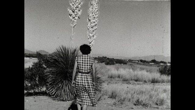 Yucca Blossoms 1950
A woman walks towards a Soaptree Yucca plant in the deserts of the Southwest and opens the flowers. 