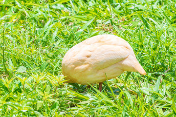 White helmeted guineafowl bird with its head down looking like its head is buried in the ground.