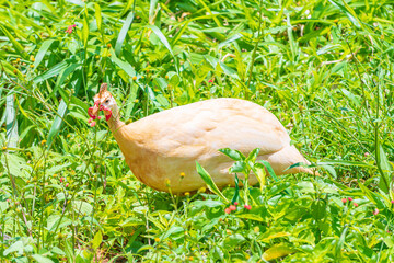White helmeted guineafowl bird on the green grass. Locally called of Galinha da Angola, brazilian...