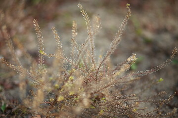 Closeup of a light brown plant. Blurred background.
