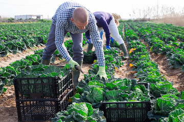 A small group of people harvesting organic cabbage in the field on a family farm