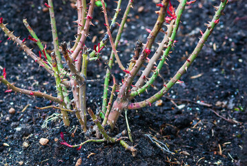 Rose shrub pruning in spring - cut rose bush without leaves in the garden