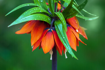 Crown imperial flower - Fritillaria imperialis or Kaiser's crown, closeup