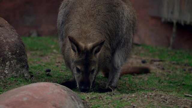 A Small Or Mid-Sized Macropod Wallaby Native To Australia And New Guinea - close up