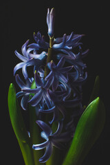 Blue color hyacinth flower isolated on black background.  - 430284481