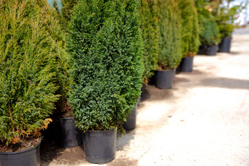 blue false cypress trees in a row in plastic pots. Plant for the hedge in a nursery. Fast growing...