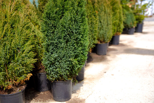 blue false cypress trees in a row in plastic pots. Plant for the hedge in a nursery. Fast growing evergreen plants 