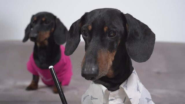 Funny dachshund in white shirt writes with black felt-tip pen. Puppy comes up from behind to watch process. Dog does homework or draws, writes will for younger generation.