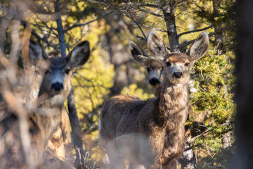 Herd of Mule Deer