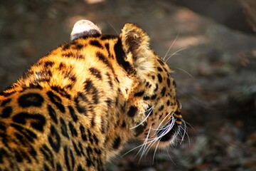 Leopard