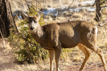 Herd of Mule Deer