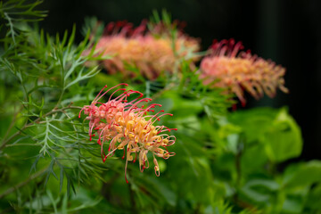 beautiful blooming Grevillea Banksii or kahiliflower