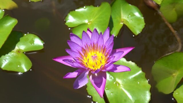 Beautiful purple water lily flower blooming and green leaves in the pond,purple lotus flowers in the summer garden on blur green background, copy space nature background