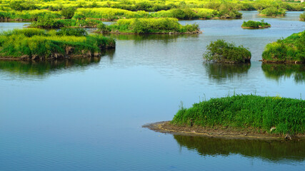 Fototapeta premium Canola flowers in full bloom along the river.