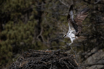 Osprey Nesting Pair