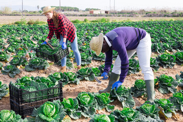 Farm workers men and woman during harvesting of green cabbage in the field on plantation