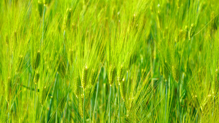 Obraz premium green barley field in April