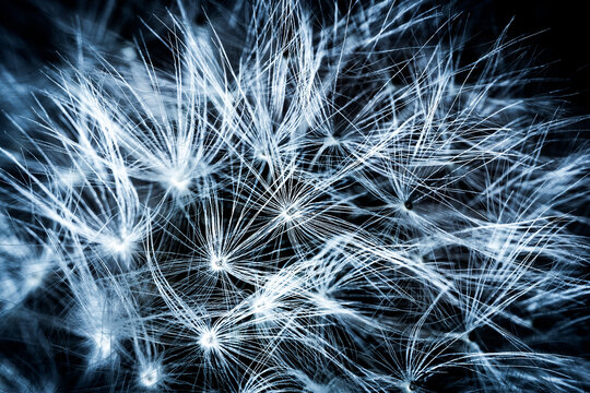 Blue abstract dandelion flower with dark background, futuristic closeup macro