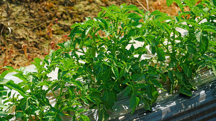green potatoes on farmland in April