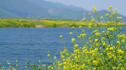 scenery of riverside  in April