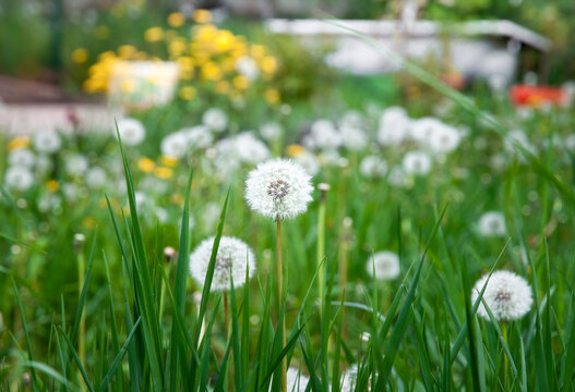 White dandelion field, wild flowers in the grass, puff ball, Taraxacum officinale, Blowball, Cankerwort, Lion's Tooth, Priest's Crown, Swine Snout, Wild Endive, Taraxacum, Puff-Ball, Sin In The Grass