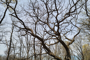 Barren trees in a forest are silhouetted against a blue sky in early spring