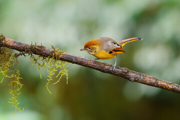 bird on branch