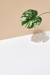 Side view green tropical palm leaf. Still life with sunlight and harsh shadow. White empty table and beige wall. Minimal summer concept with monstera palm leaf and shadow. Beige wall background.
