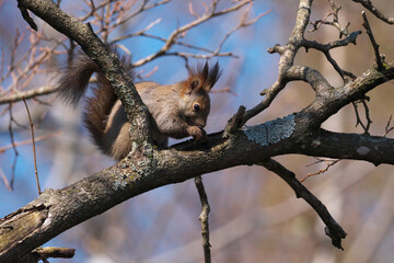 樹の上で何かを食べているエゾリス