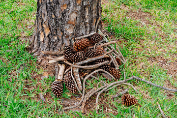 Fallen pine cone on grass