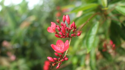 Tiny red colour b flower