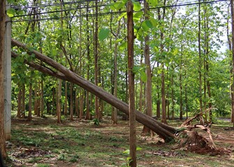 wooden bridge in forest