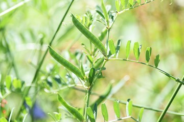 Narrow leaved vetch. Fabaceae grass.