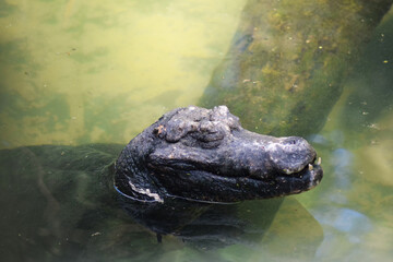alligator in the water