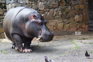 hippopotamus in zoo