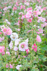 A Lush of Pink and White Hollyhocks