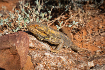 Close Up of Australian Bearded Dragon lizard Pogona on the rock in natural wildlife habitat
