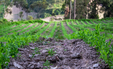 campo sembrado de arveja