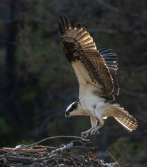 Osprey Life