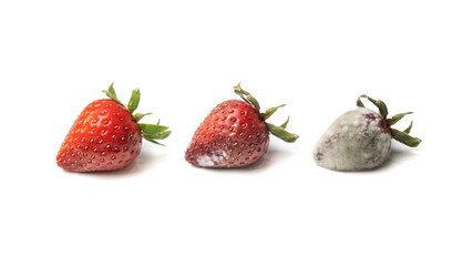 Strawberry in three stages of decomposition. Isolated on white.