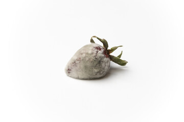 One moldy, rotten Strawberry in decomposition. Isolated on white.